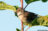 Common Whitethroat