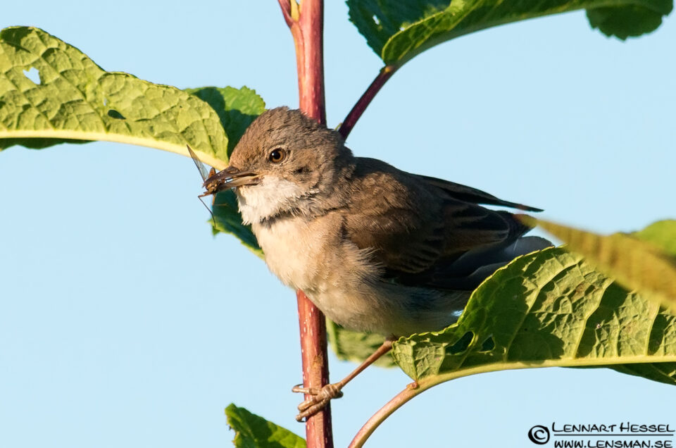 Common Whitethroat