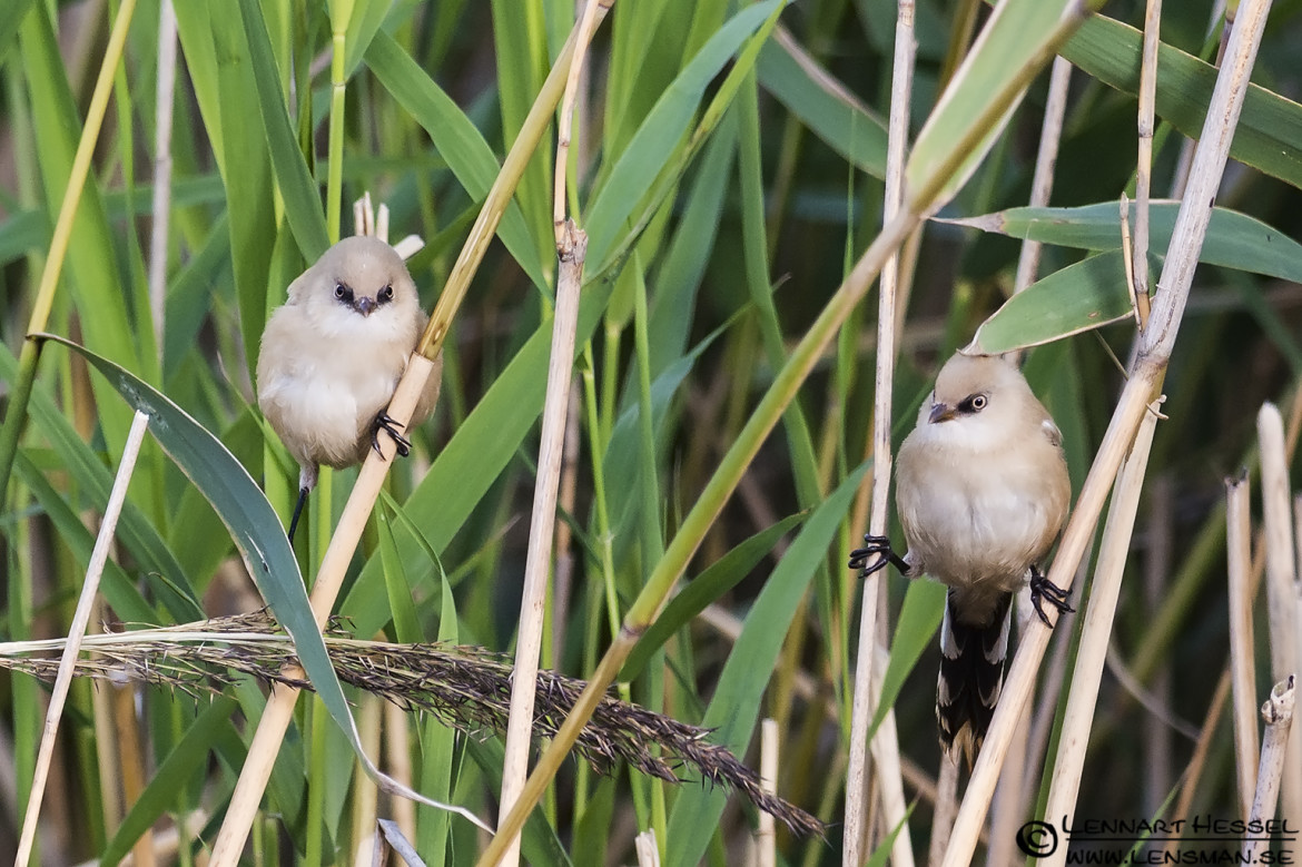 Bearded Reedling, portfolio
