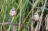 Bearded Reedling, portfolio