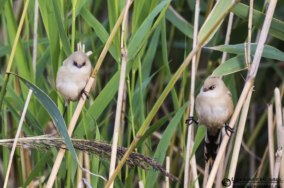 Bearded Reedling, portfolio