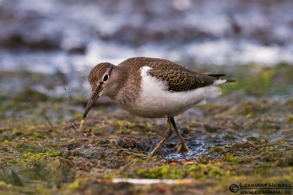 Common Sandpiper, portfolio