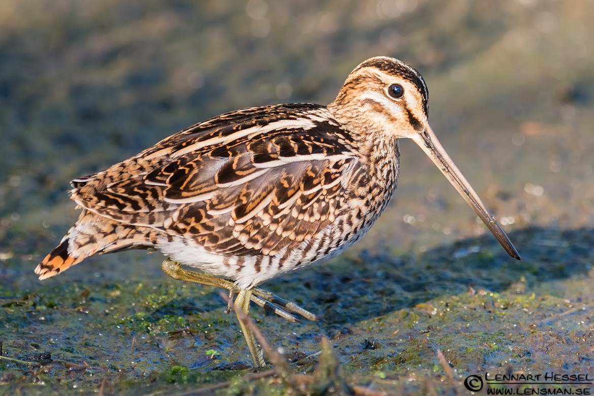 Common Snipe, portfolio