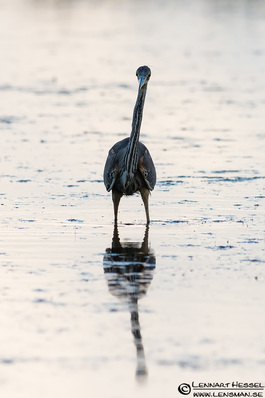 Grey Heron, portfolio