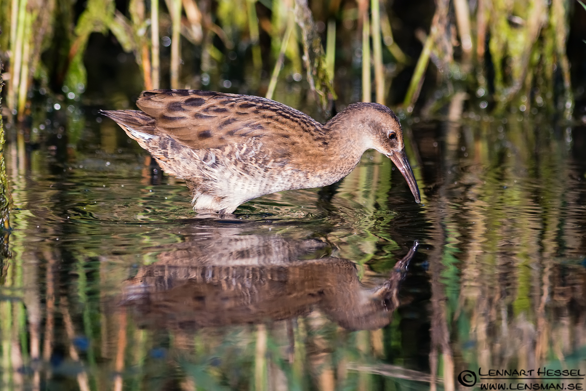 Water Rail juvenile, portfolio