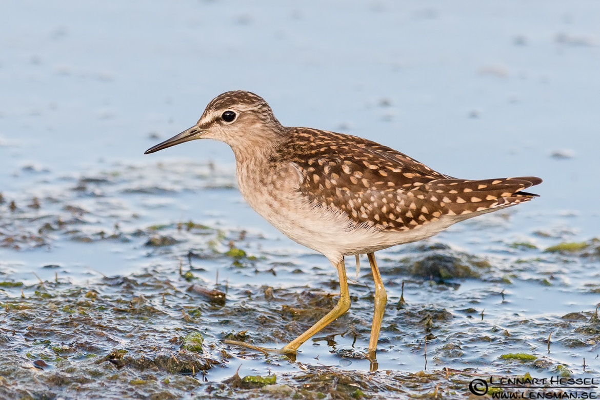 Wood Sandpiper juvenile, portfolio