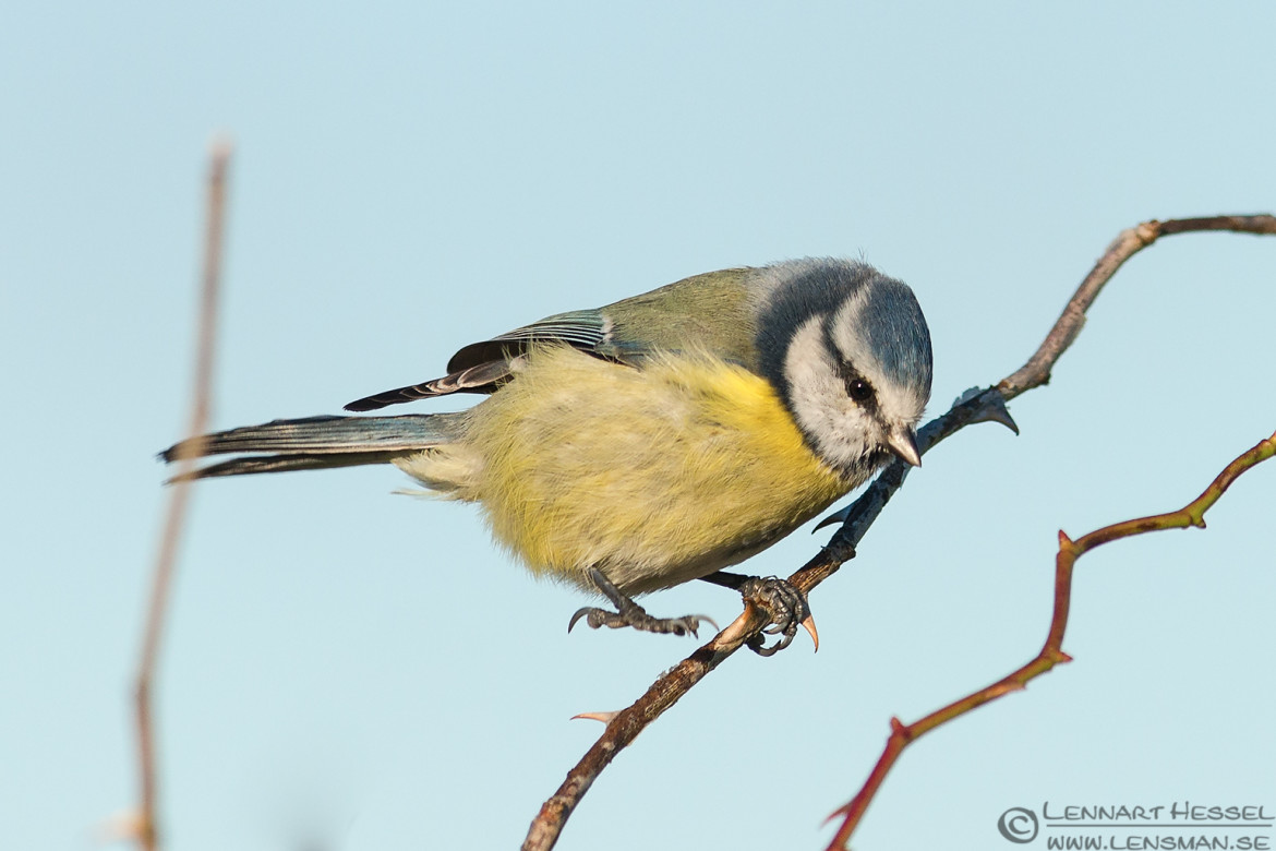 European Blue Tit at Brudarebacken, Sweden. National Geographic wild bird