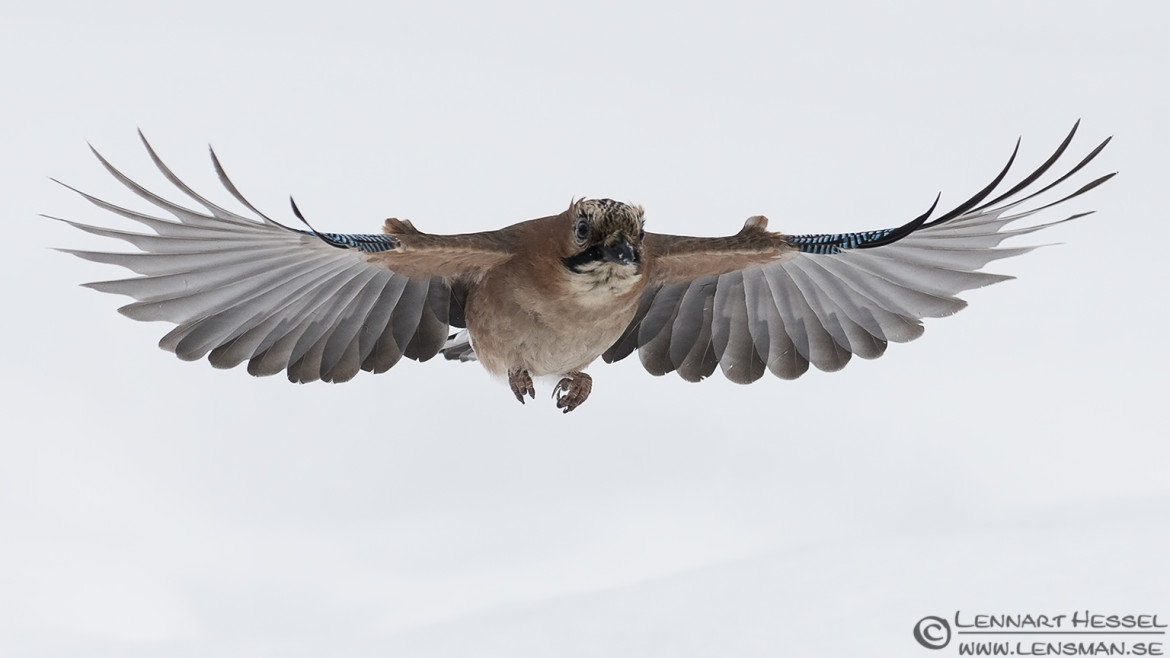 Eurasian Jay, National Geographic wild bird