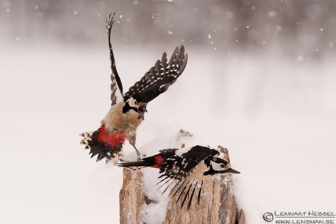 Great Spotted Woodpecker, National Geographic wild bird