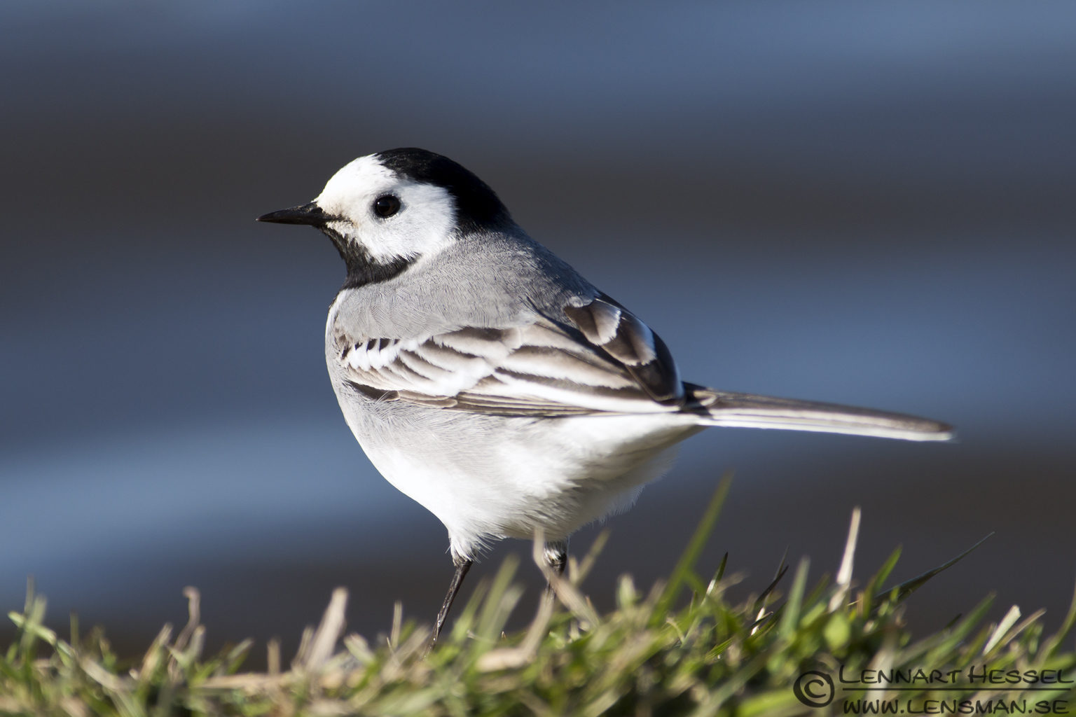 White Wagtail at Hökällan, Gothenburg nikon d800