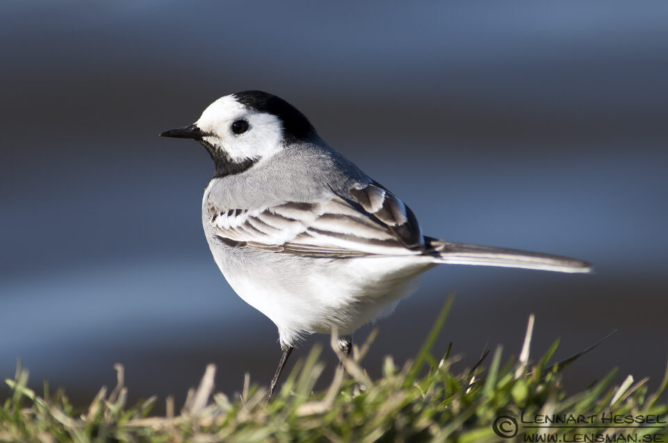 White Wagtail at Hökällan, Gothenburg nikon d800