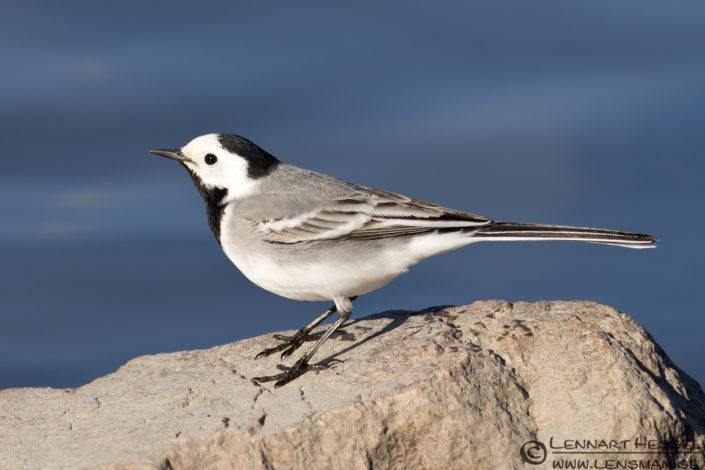 White Wagtail at H&ouml;k&auml;llan, Gothenburg nikon d800