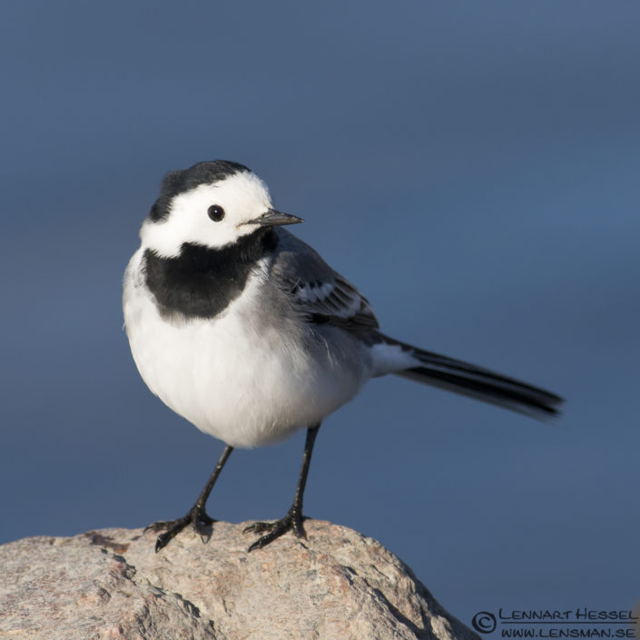 White Wagtail at H&ouml;k&auml;llan, Gothenburg nikon d800