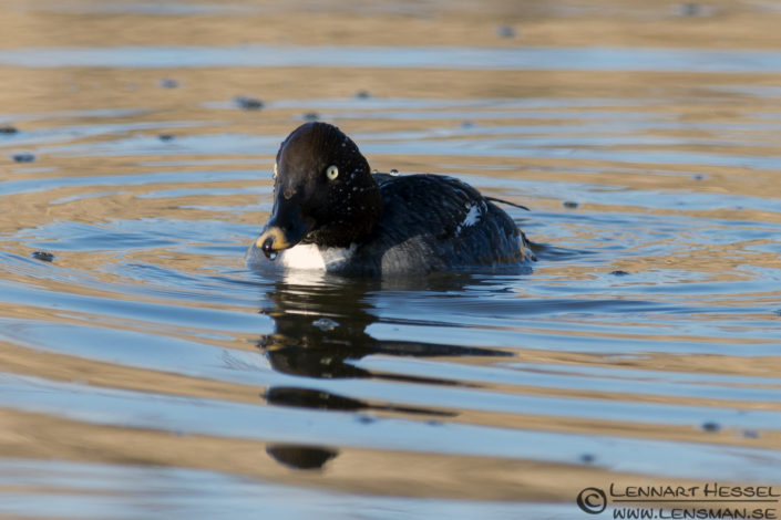 Common Goldeneye at H&ouml;k&auml;llan, Gothenburg nikon d800