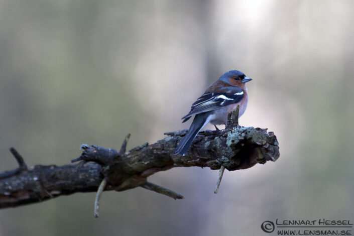120401 Common Chaffinch Common Chaffinch confirmation