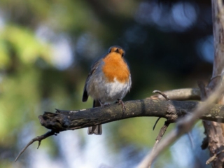 European Robin confirmation