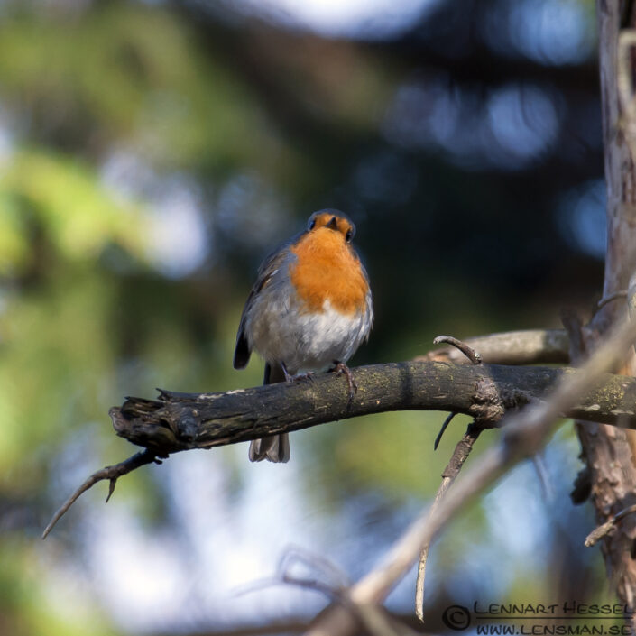 120401 European Robin stare European Robin confirmation