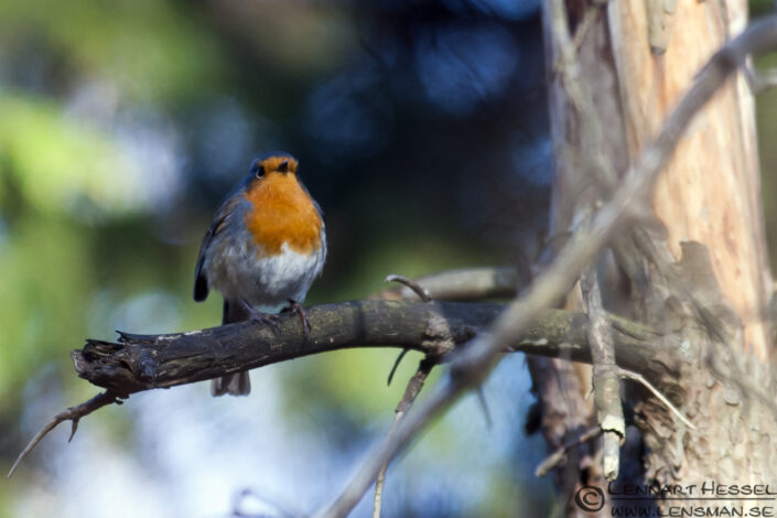 120401 European Robin European Robin confirmation