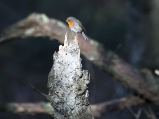 European Robin confirmation