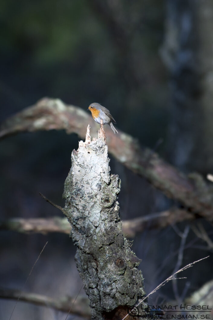 120401 European Robin on top European Robin confirmation