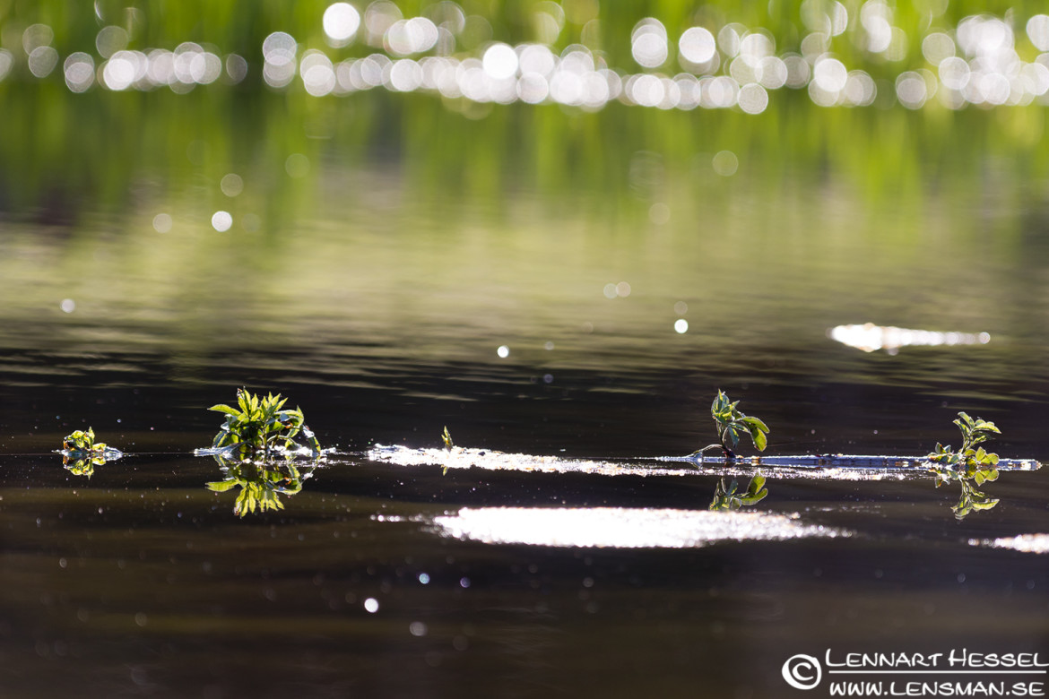 The small pond in Slottskogen, Gothenburg lucky shot