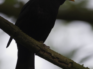 Common Blackbird at S&auml;ve&aring;n, Gothenburg tuesday