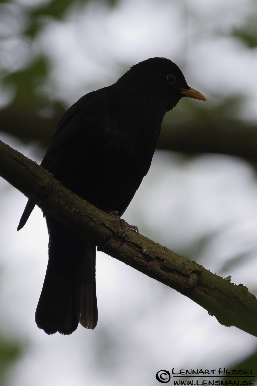 120522 Common Blackbird Common Blackbird at Säveån, Gothenburg tuesday