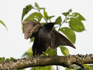 Common Starling at S&auml;ve&aring;n, Gothenburg tuesday