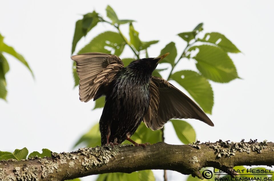 Common Starling at Säveån, Gothenburg tuesday
