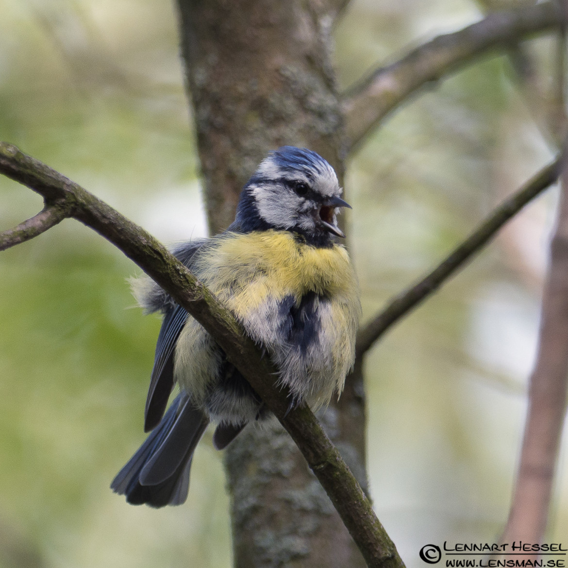 European Blue Tit at Säveån, Gothenburg tuesday