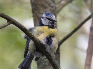 European Blue Tit at S&auml;ve&aring;n, Gothenburg tuesday