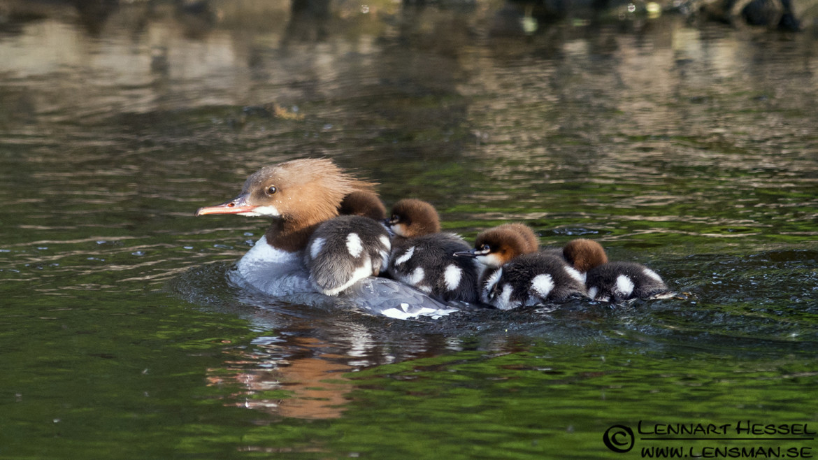 Goosander at Säveån, Gothenburg tuesday