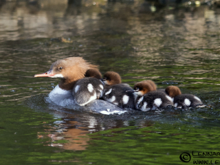 Goosander at S&auml;ve&aring;n, Gothenburg tuesday
