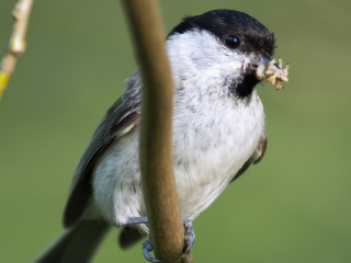 Marsh Tit at S&auml;ve&aring;n, Gothenburg tuesday
