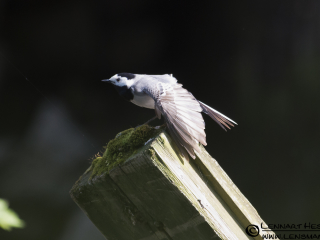 White Wagtail at S&auml;ve&aring;n, Gothenburg tuesday