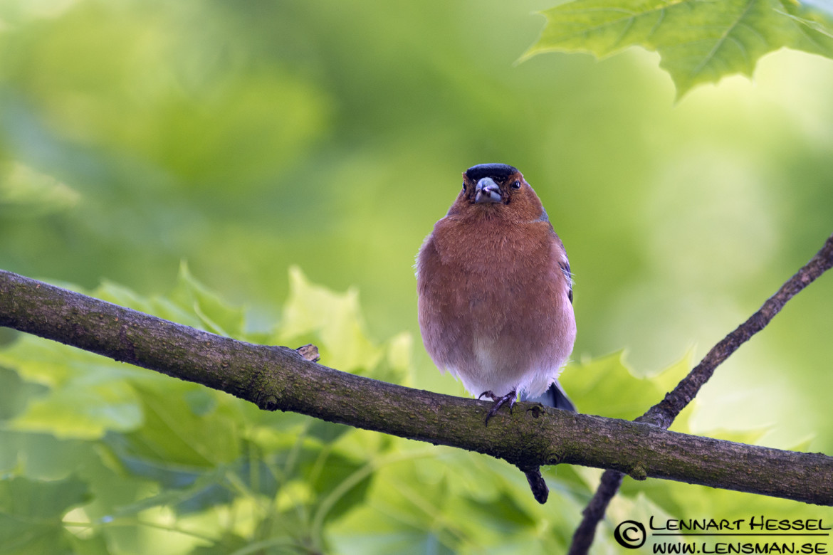 Chaffinch at Säveån, Gothenburg picnic