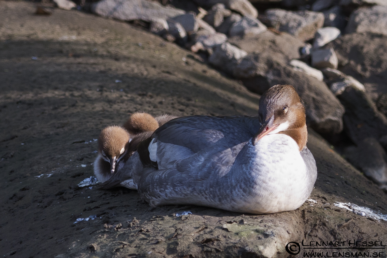 120524 Goosander Goosander at Säveån, Gothenburg picnic