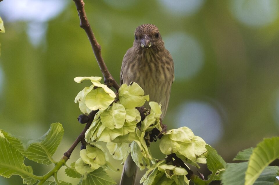 Common Rosefinch at Säveån, Gothenburg