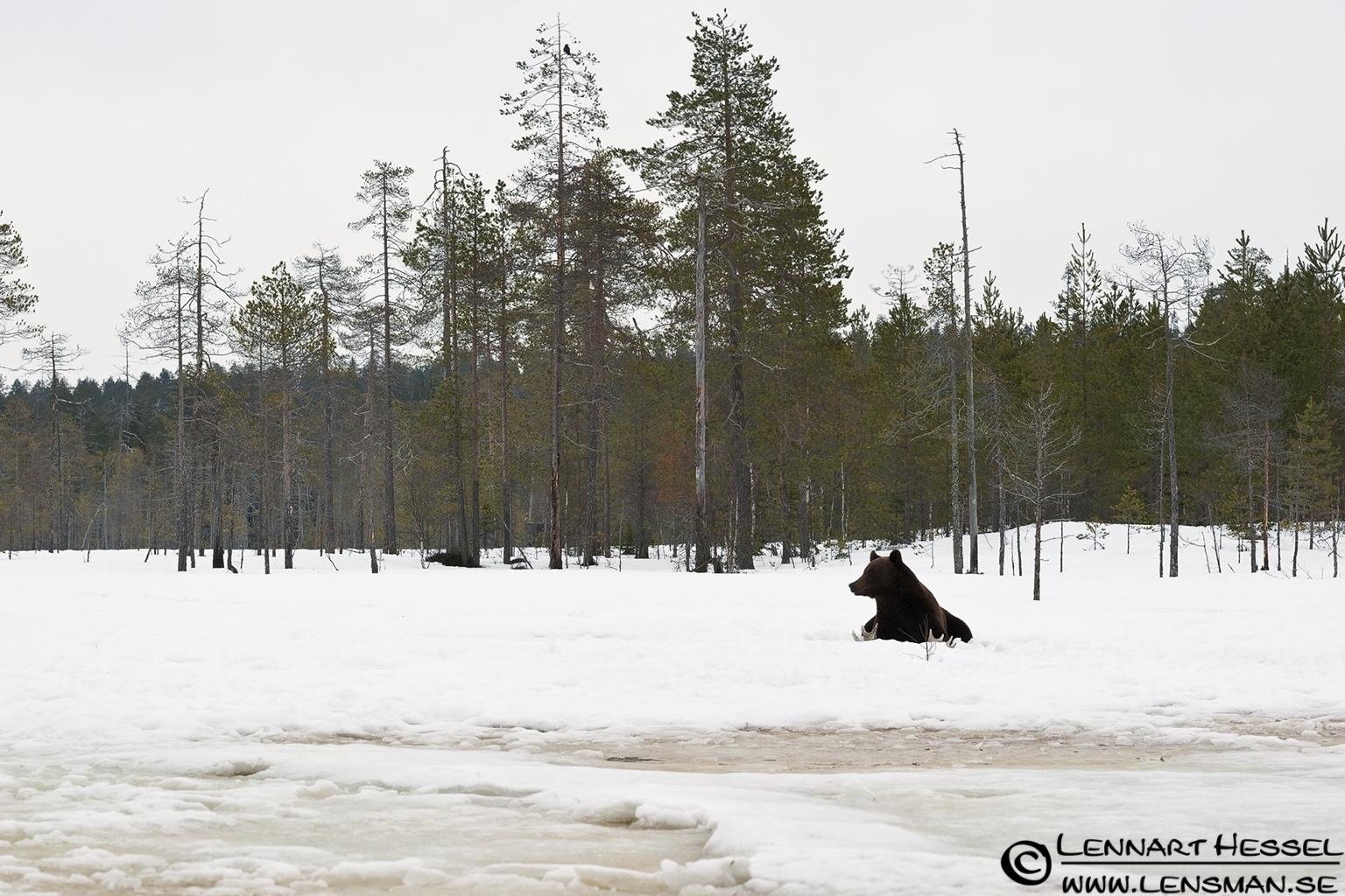120426 Brown Bear vista Brown Bear in Finland