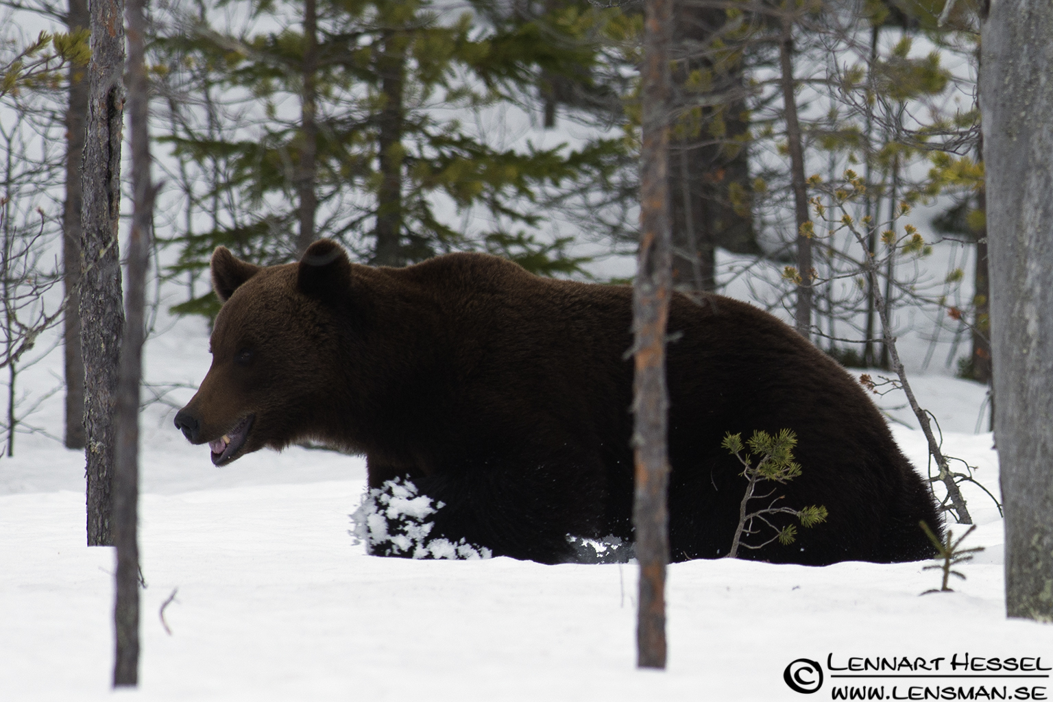 120426 Brown Bear moving thru the snow Brown Bear in Finland
