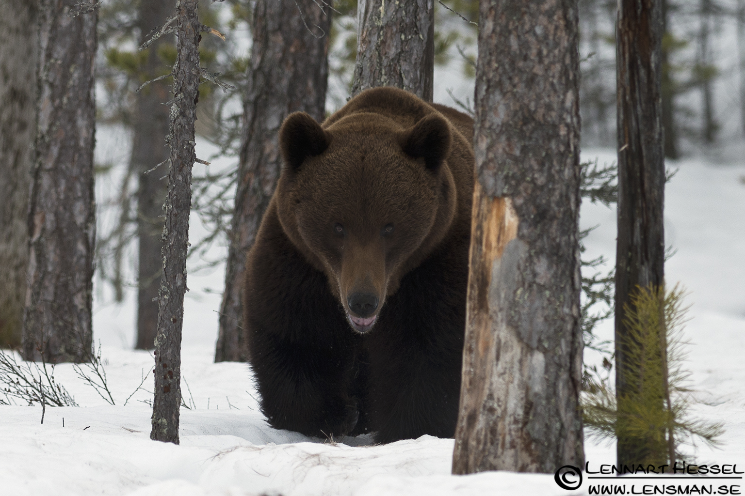 120426 Brown Bear moving thru the woods Brown Bear in Finland