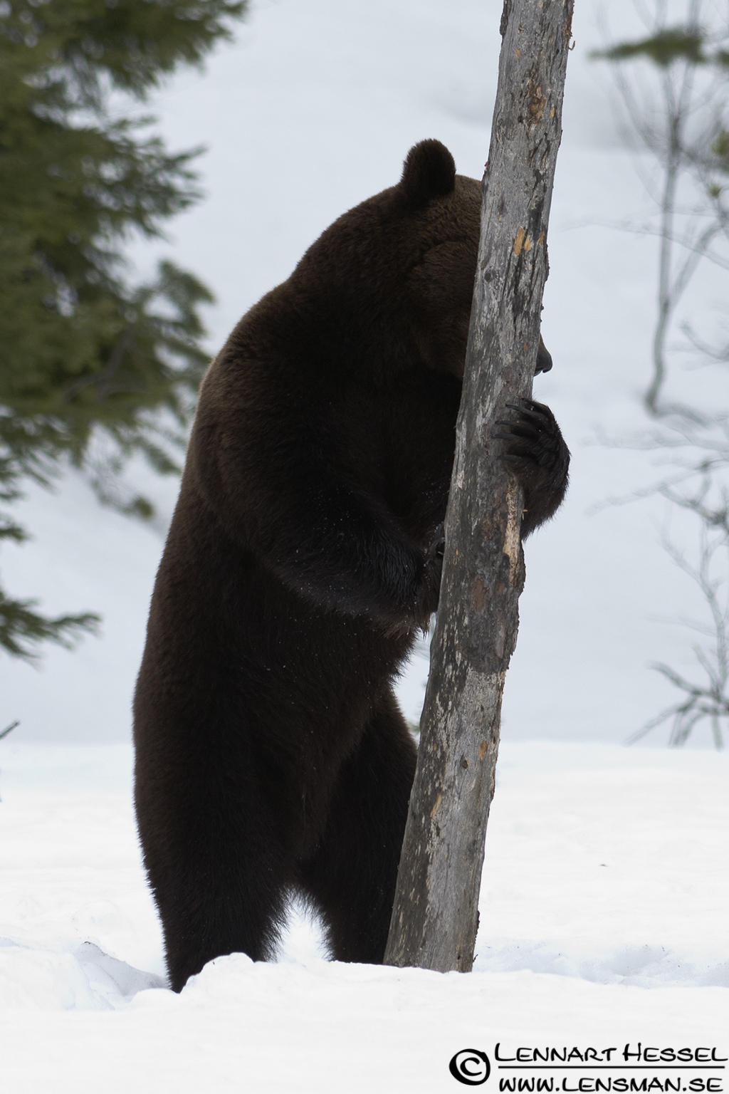 120426 Brown Bear standing against a tree Brown Bear in Finland