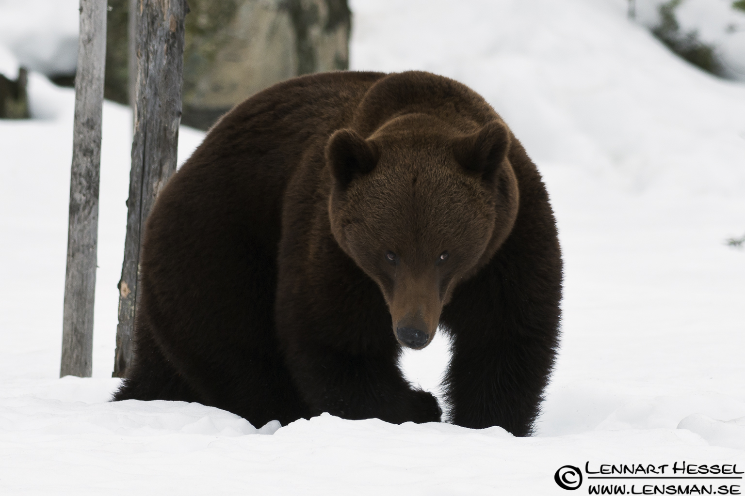 120426 Brown Bear look Brown Bear in Finland