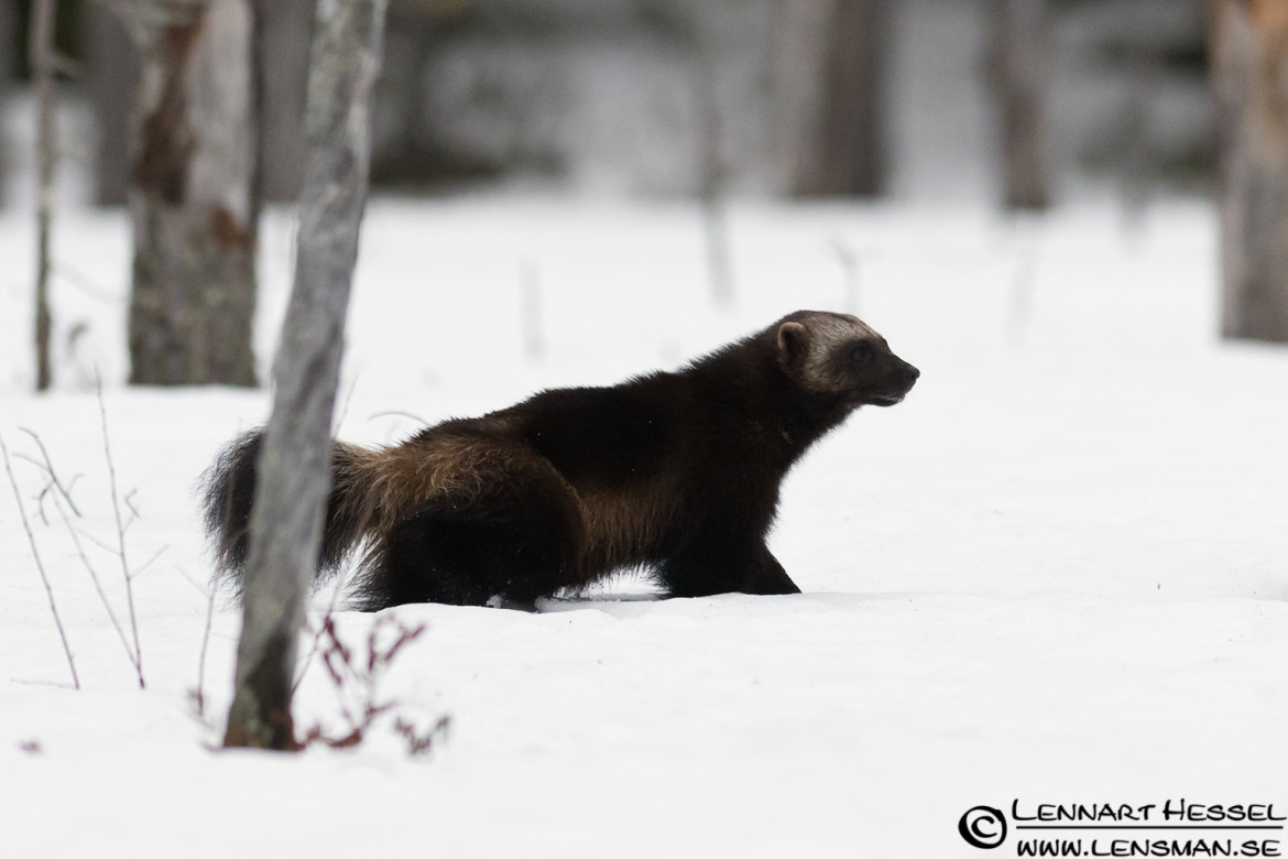 Wolverine in Finland