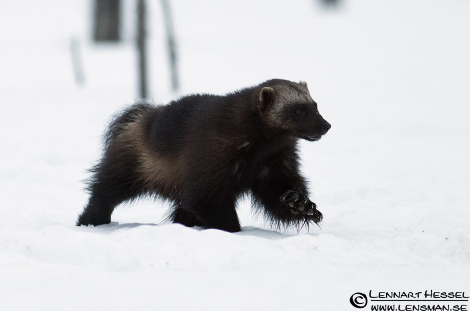 Wolverine in Finland