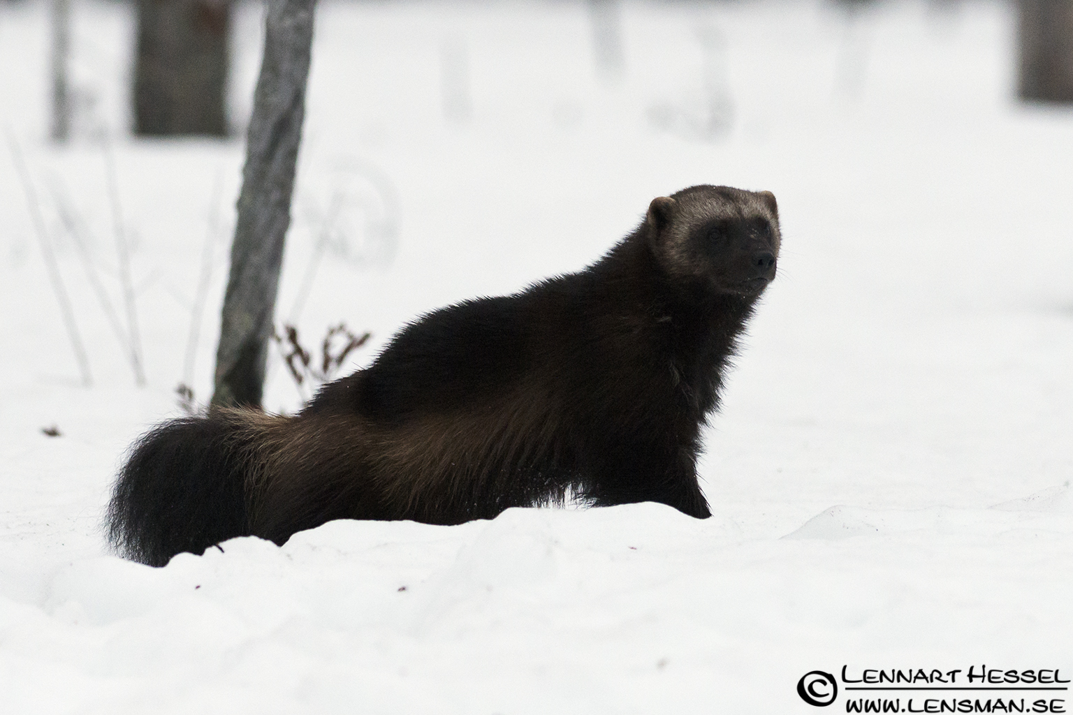 120426 Wolverine checking Wolverine in Finland