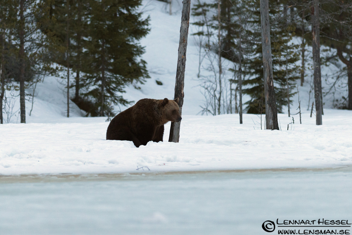 Brown Bear in Finland