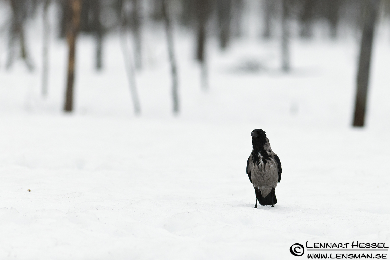 120427 Hooded Crow Hooded Crow in Finland