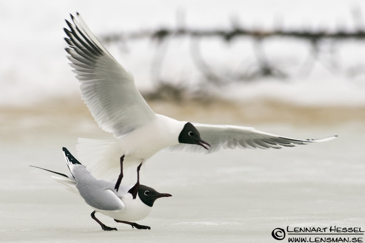 Black-headed Gull in Finland