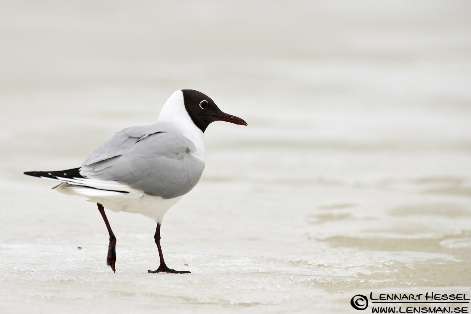 120427 Black-headed Gull walking Black-headed Gull in Finland